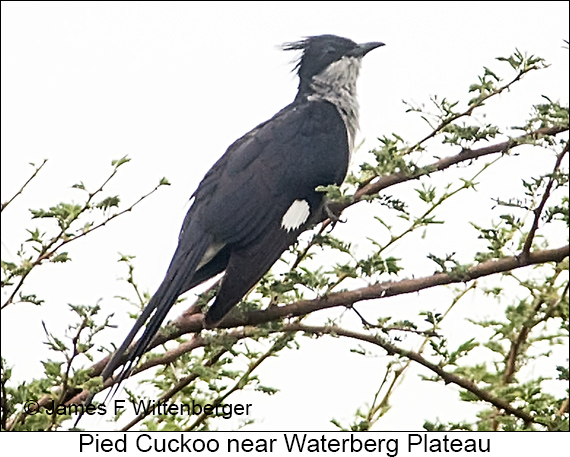 Pied Cuckoo - © James F Wittenberger and Exotic Birding LLC Pied Cuckoo - © James F Wittenberger and Exotic Birding LLC