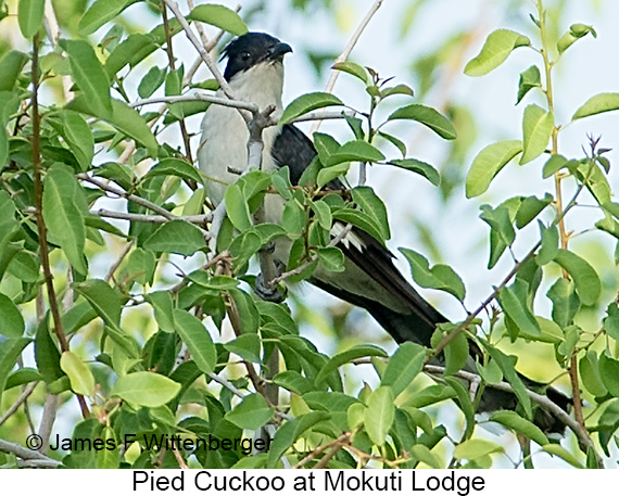 Pied Cuckoo - © James F Wittenberger and Exotic Birding LLC