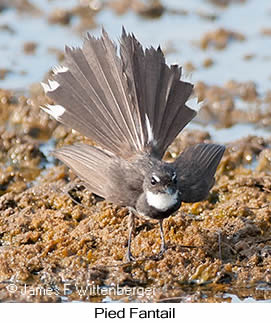 Pied Fantail - © James F Wittenberger and Exotic Birding LLC Pied Fantail - © James F Wittenberger and Exotic Birding LLC