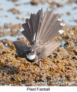 Pied Fantail - &copy; James F Wittenberger and Exotic Birding LLC
