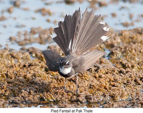 Pied Fantail - &copy; James F Wittenberger and Exotic Birding LLC