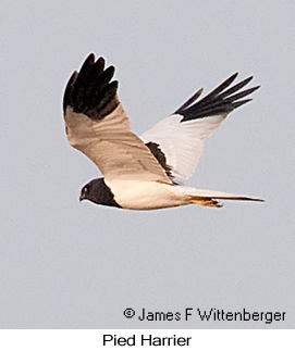 Pied Harrier - © James F Wittenberger and Exotic Birding LLC