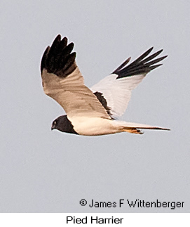 Pied Harrier - &copy; James F Wittenberger and Exotic Birding LLC
