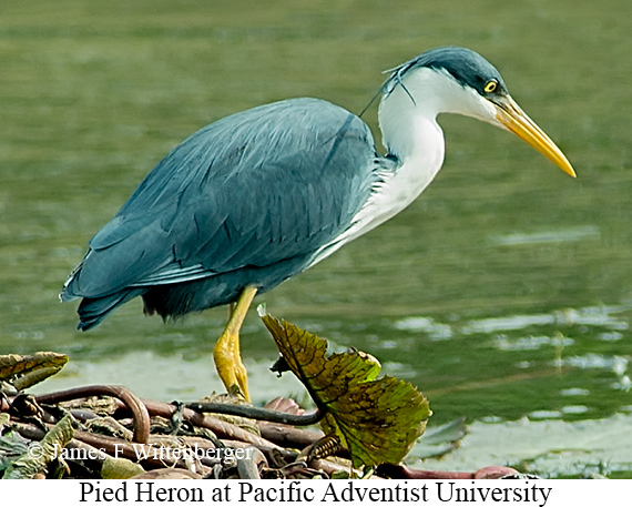 Pied Heron - © James F Wittenberger and Exotic Birding LLC