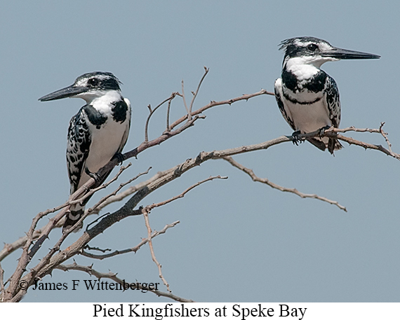 Pied Kingfisher - © James F Wittenberger and Exotic Birding LLC