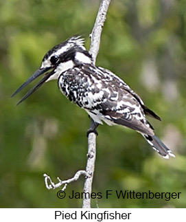 Pied Kingfisher - © James F Wittenberger and Exotic Birding LLC Pied Kingfisher - © James F Wittenberger and Exotic Birding LLC