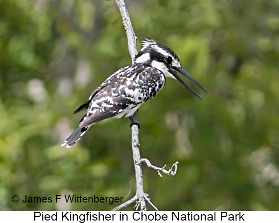 Pied Kingfisher - © James F Wittenberger and Exotic Birding LLC