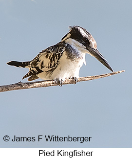 Pied Kingfisher - © James F Wittenberger and Exotic Birding LLC