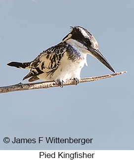 Pied Kingfisher - © James F Wittenberger and Exotic Birding LLC Pied Kingfisher - © James F Wittenberger and Exotic Birding LLC