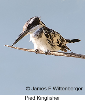 Pied Kingfisher - © James F Wittenberger and Exotic Birding LLC