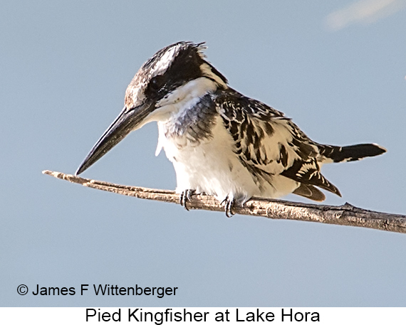 Pied Kingfisher - © James F Wittenberger and Exotic Birding LLC