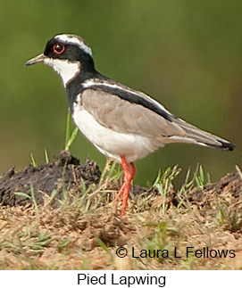 Pied Lapwing - © Laura L Fellows and Exotic Birding LLC