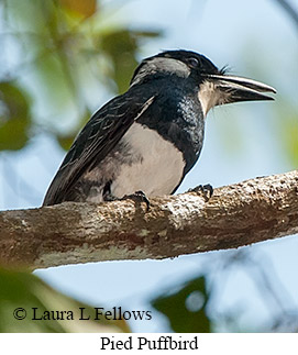 Pied Puffbird - © Laura L Fellows and Exotic Birding LLC