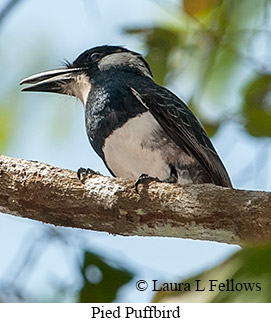 Pied Puffbird - © Laura L Fellows and Exotic Birding LLC