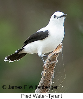 Pied Water-Tyrant - © James F Wittenberger and Exotic Birding LLC