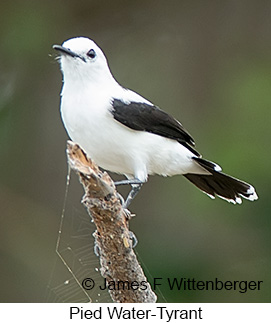 Pied Water-Tyrant - © James F Wittenberger and Exotic Birding LLC