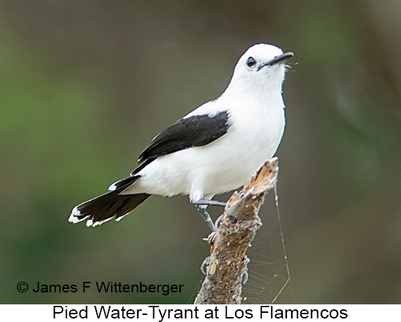 Pied Water-Tyrant - © James F Wittenberger and Exotic Birding LLC