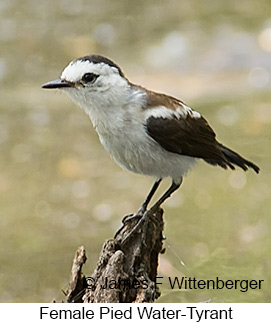 Pied Water-Tyrant - © James F Wittenberger and Exotic Birding LLC