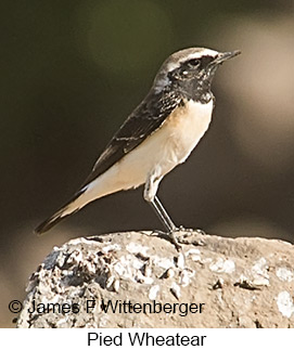 Pied Wheatear - © James F Wittenberger and Exotic Birding LLC Pied Wheatear - © James F Wittenberger and Exotic Birding LLC