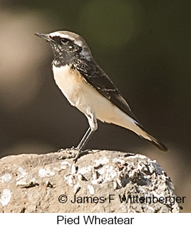 Pied Wheatear - © James F Wittenberger and Exotic Birding LLC