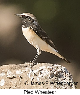 Pied Wheatear - © James F Wittenberger and Exotic Birding LLC Pied Wheatear - © James F Wittenberger and Exotic Birding LLC