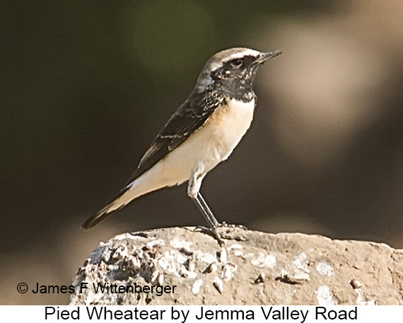 Pied Wheatear - © James F Wittenberger and Exotic Birding LLC