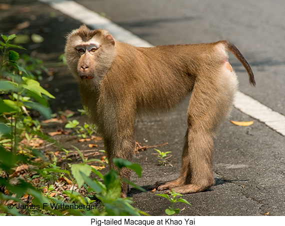 Pig-tailed Macaque Female - © James F Wittenberger and Exotic Birding LLC