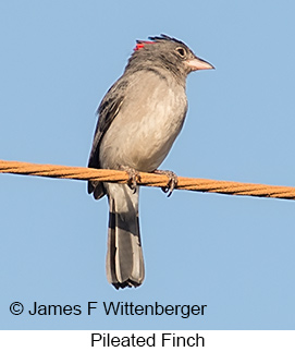 Pileated Finch - © James F Wittenberger and Exotic Birding LLC