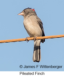 Pileated Finch - © James F Wittenberger and Exotic Birding LLC