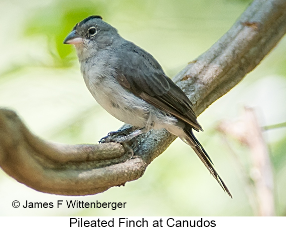 Pileated Finch - © James F Wittenberger and Exotic Birding LLC