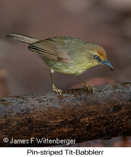 Pin-striped Tit-Babbler - © James F Wittenberger and Exotic Birding LLC