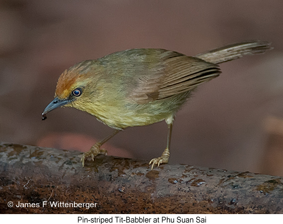 Pin-striped Tit-Babbler - © James F Wittenberger and Exotic Birding LLC