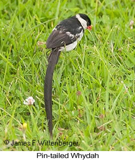 Pin-tailed Whydah - © James F Wittenberger and Exotic Birding LLC