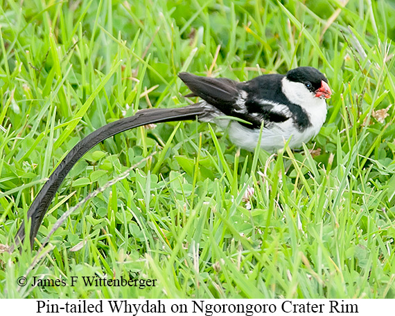 Pin-tailed Whydah - © James F Wittenberger and Exotic Birding LLC