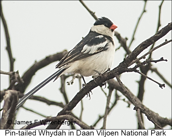 Pin-tailed Whydah - © James F Wittenberger and Exotic Birding LLC