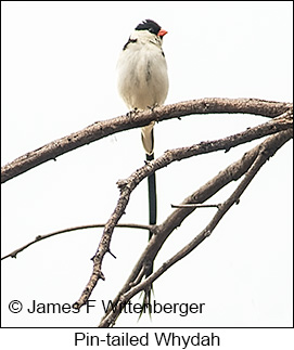 Pin-tailed Whydah - © James F Wittenberger and Exotic Birding LLC Pin-tailed Whydah - © James F Wittenberger and Exotic Birding LLC