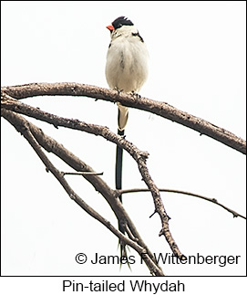 Pin-tailed Whydah - © James F Wittenberger and Exotic Birding LLC