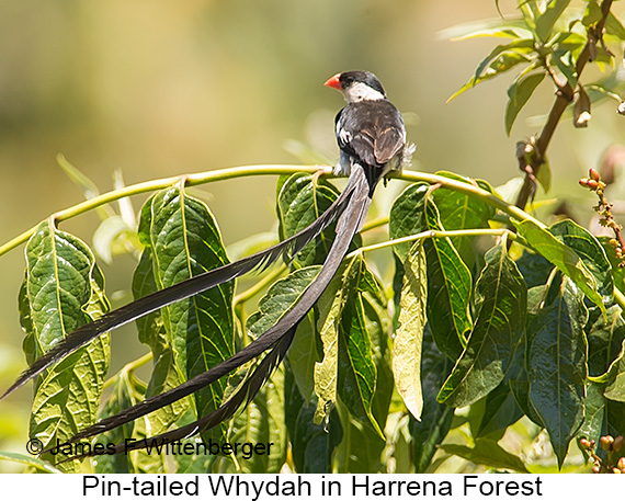 Pin-tailed Whydah - © James F Wittenberger and Exotic Birding LLC