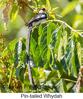 Pin-tailed Whydah - © James F Wittenberger and Exotic Birding LLC