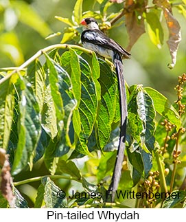 Pin-tailed Whydah - © James F Wittenberger and Exotic Birding LLC Pin-tailed Whydah - © James F Wittenberger and Exotic Birding LLC