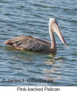 Pink-backed Pelican - © James F Wittenberger and Exotic Birding LLC Pink-backed Pelican - © James F Wittenberger and Exotic Birding LLC
