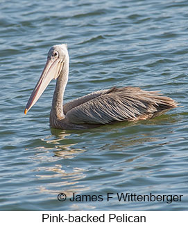 Pink-backed Pelican - © James F Wittenberger and Exotic Birding LLC
