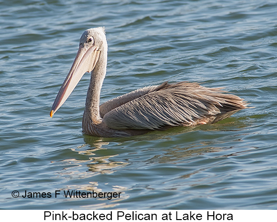 Pink-backed Pelican - © James F Wittenberger and Exotic Birding LLC