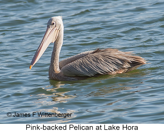 Pink-backed Pelican - © James F Wittenberger and Exotic Birding LLC Pink-backed Pelican - © James F Wittenberger and Exotic Birding LLC