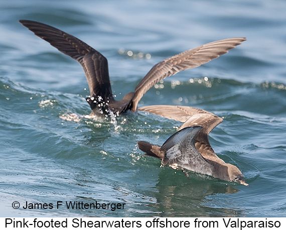 Pink-footed Shearwater - © James F Wittenberger and Exotic Birding LLC Pink-footed Shearwater - © James F Wittenberger and Exotic Birding LLC