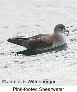 Pink-footed Shearwater - © James F Wittenberger and Exotic Birding LLC Pink-footed Shearwater - © James F Wittenberger and Exotic Birding LLC
