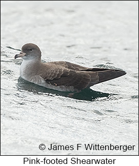 Pink-footed Shearwater - © James F Wittenberger and Exotic Birding LLC Pink-footed Shearwater - © James F Wittenberger and Exotic Birding LLC