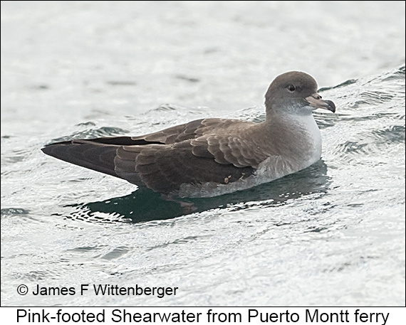 Pink-footed Shearwater - © James F Wittenberger and Exotic Birding LLC Pink-footed Shearwater - © James F Wittenberger and Exotic Birding LLC