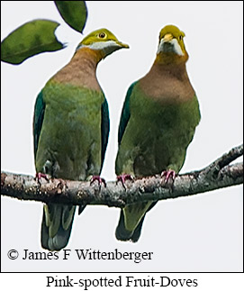 Pink-spotted Fruit-Dove - © James F Wittenberger and Exotic Birding LLC