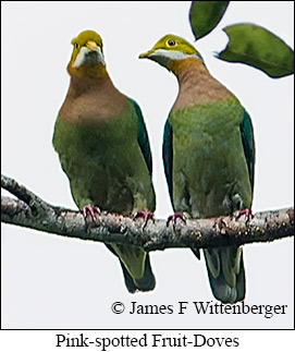 Pink-spotted Fruit-Dove - © James F Wittenberger and Exotic Birding LLC
